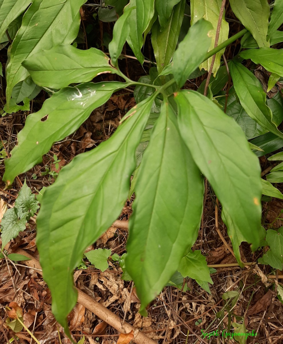 Syngonium angustatum Schott